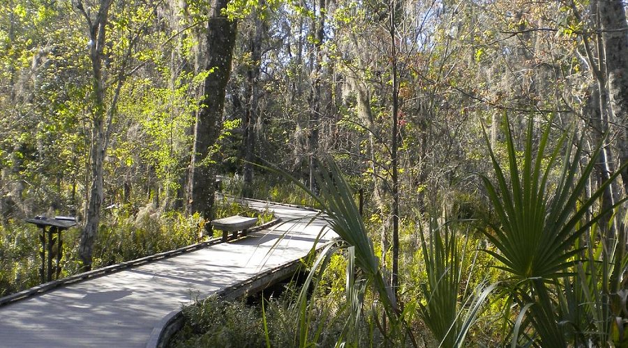 Brooker Creek Preserve Photo