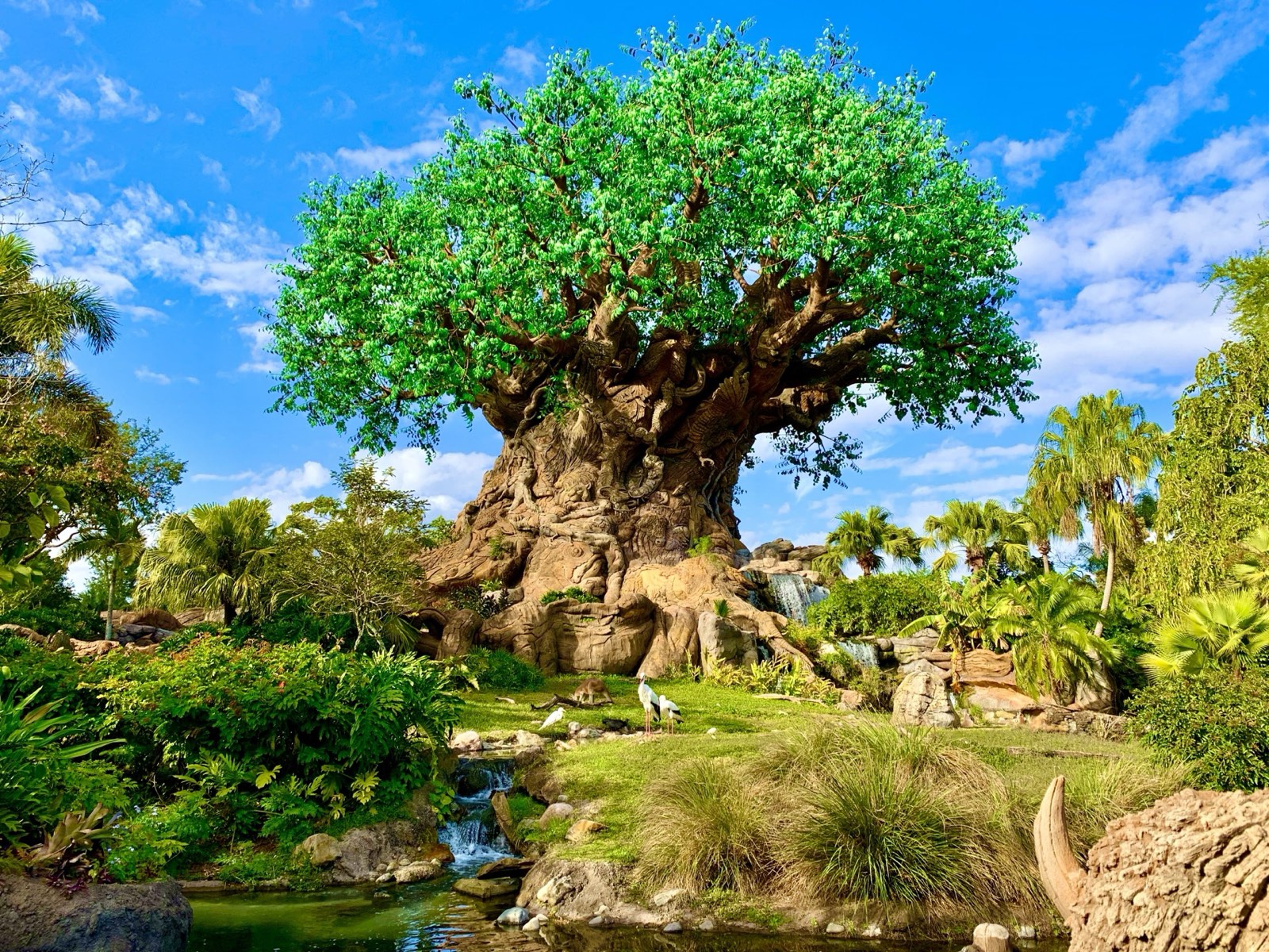 Animal Kingdom Photo
